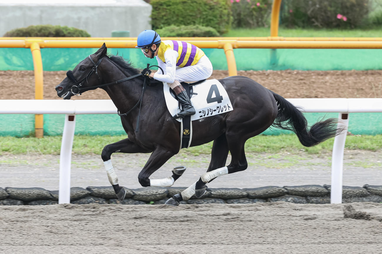 デビュー戦を快勝したニシノシークレット（2022年7月2日撮影）