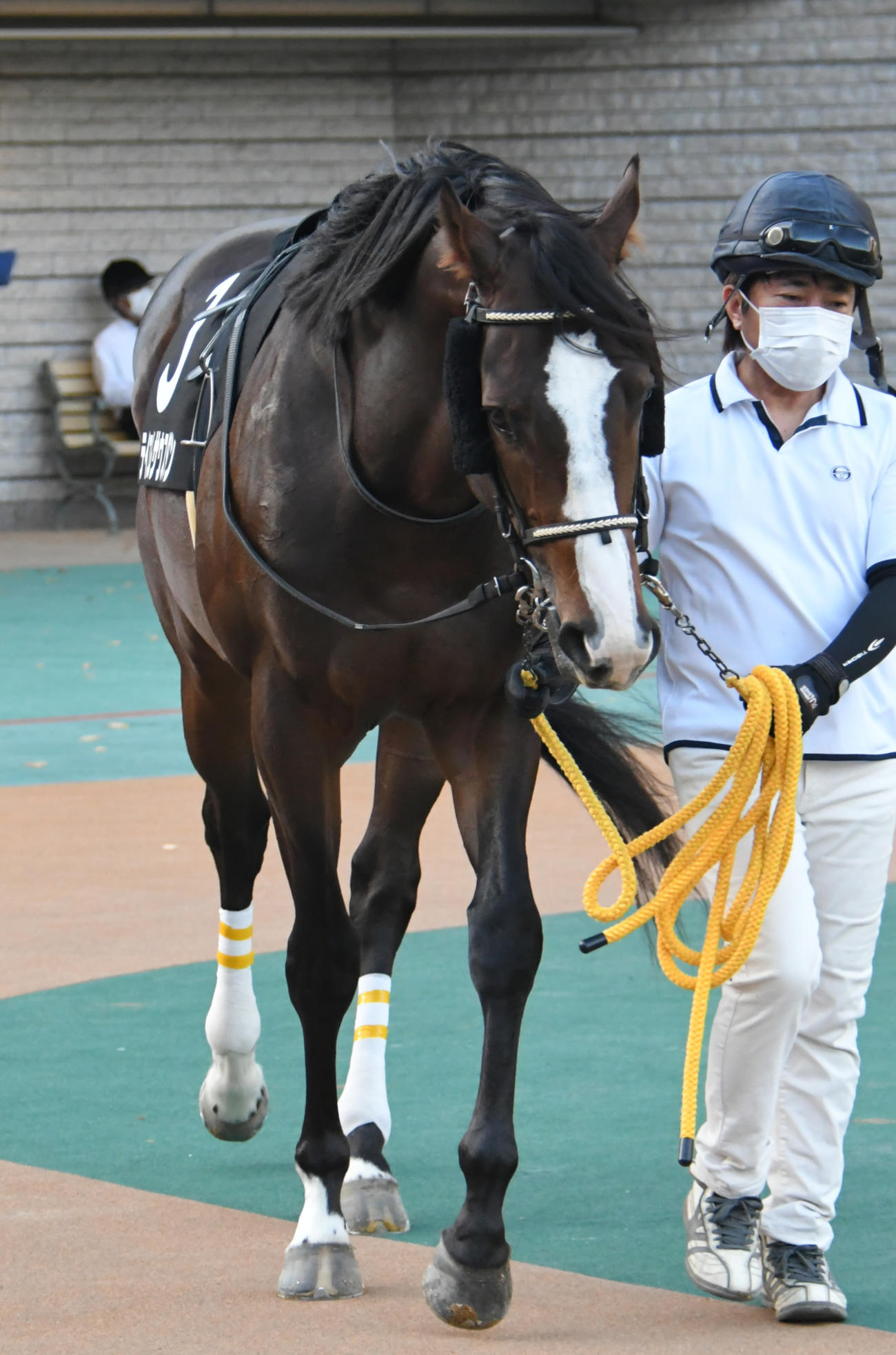 テイエムサウスダン（2020年11月22日撮影）