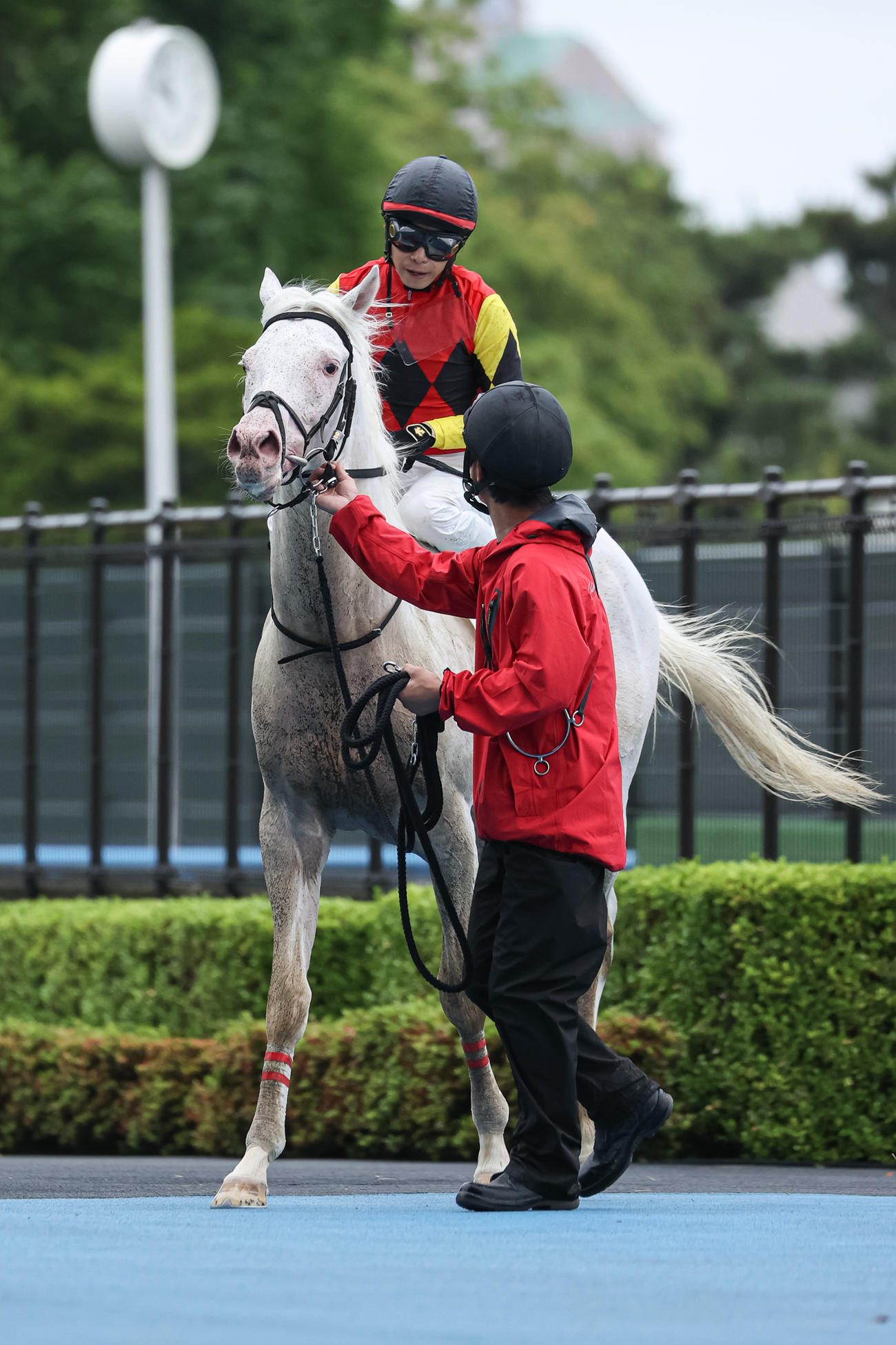函館1Rで3着に敗れた白毛馬のアオラキ（撮影・村野早祐）