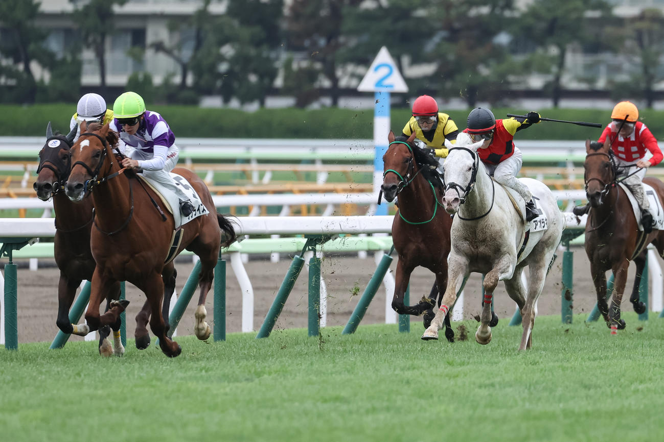 函館1Rで3着に敗れた白毛馬のアオラキ（右から2頭目）（撮影・村野早祐）