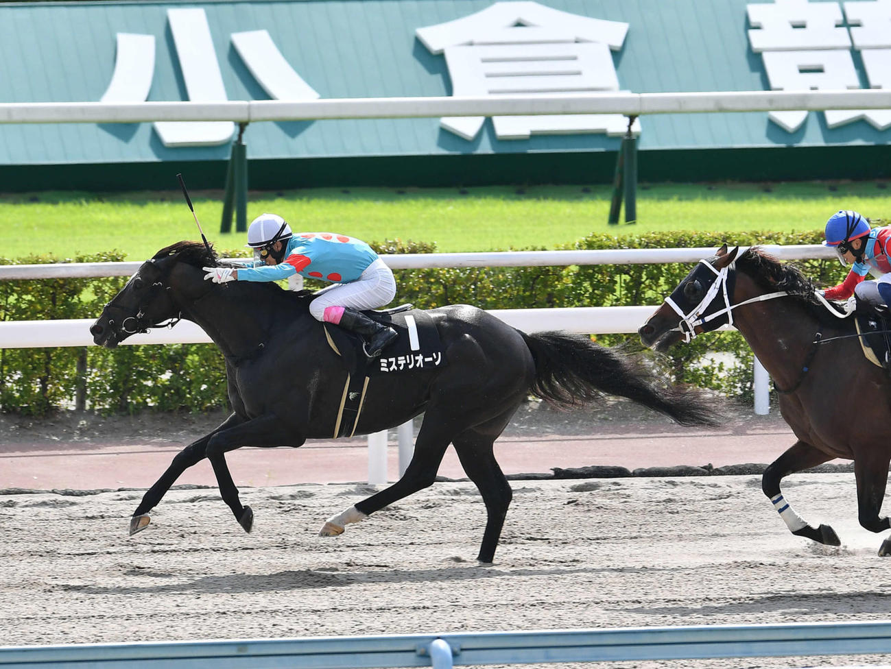 直線で鋭く抜け出し西部日刊スポーツ杯を制したミステリオーソと藤岡康騎手（撮影・岩下翔太）