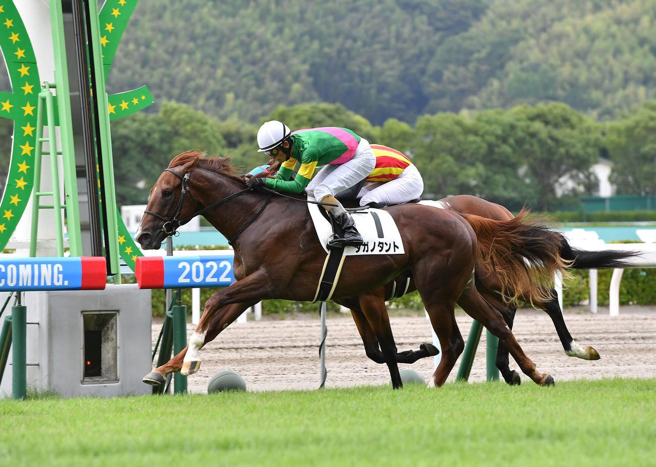 2着馬を首差抑え新馬戦を制したタガノタントと和田竜騎手（撮影・岩下翔太）