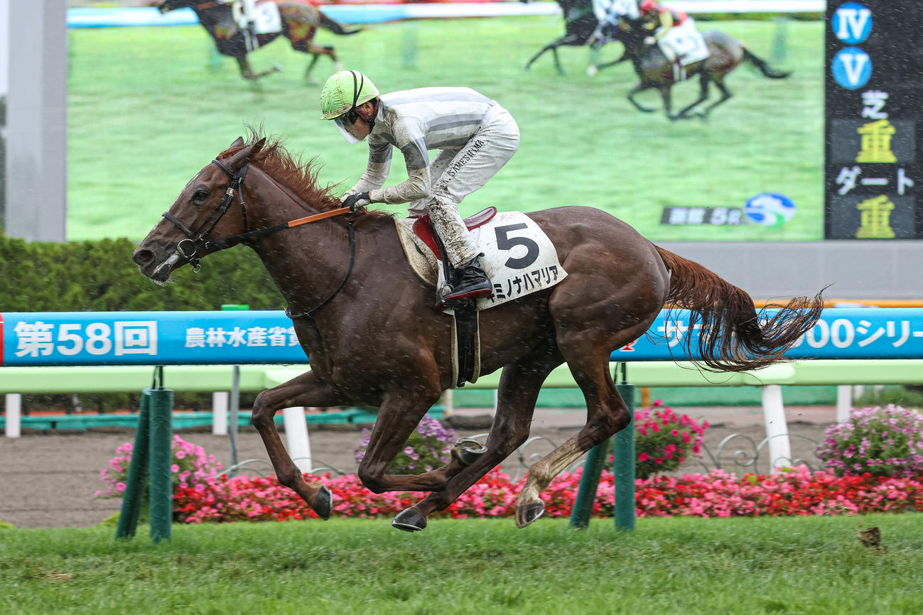 デビュー戦を制したキミノナハマリア（撮影・村野早祐）