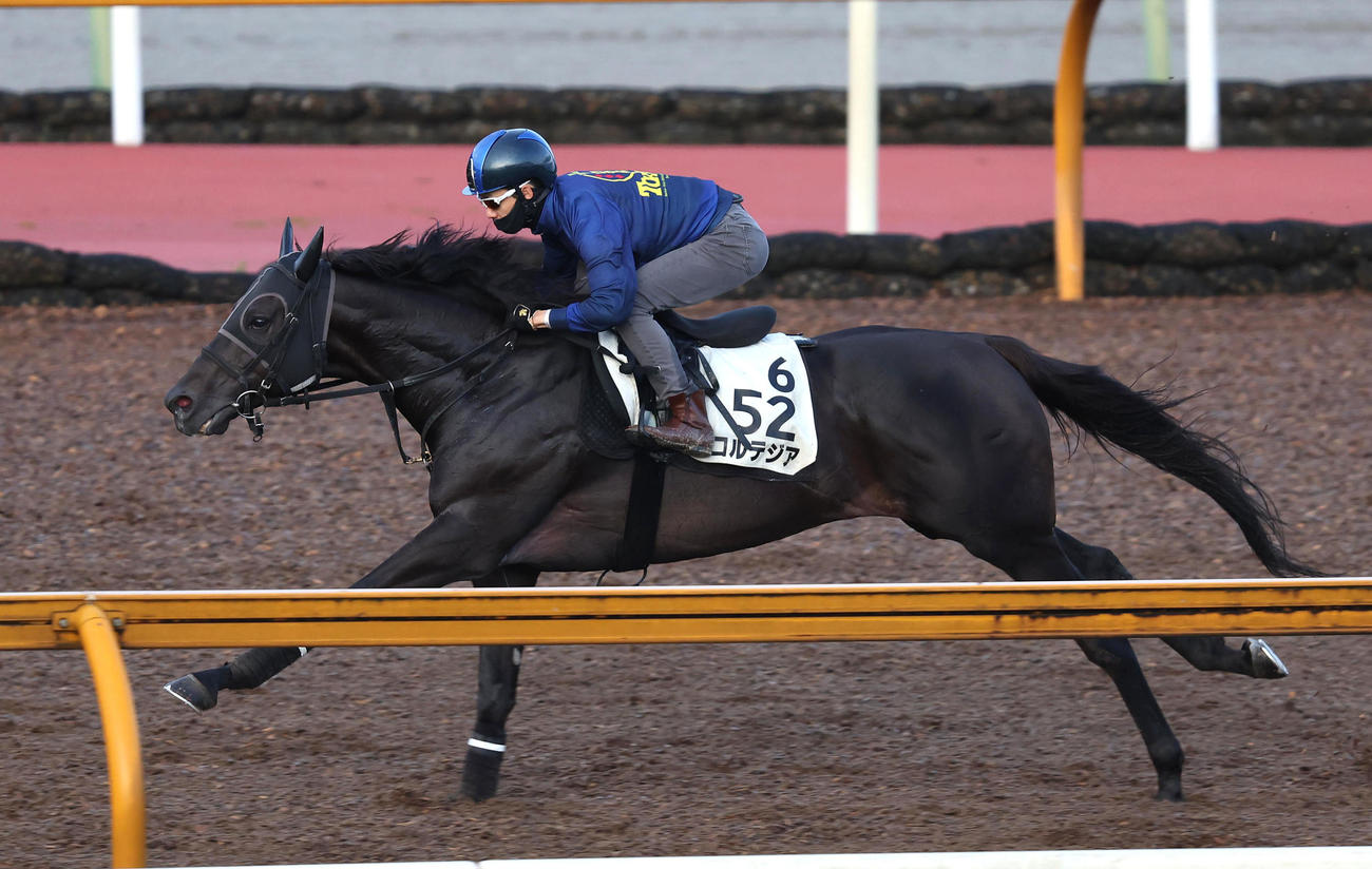 松山騎手を背にCウッドを単走で追い切るコルテジア（撮影・白石智彦）