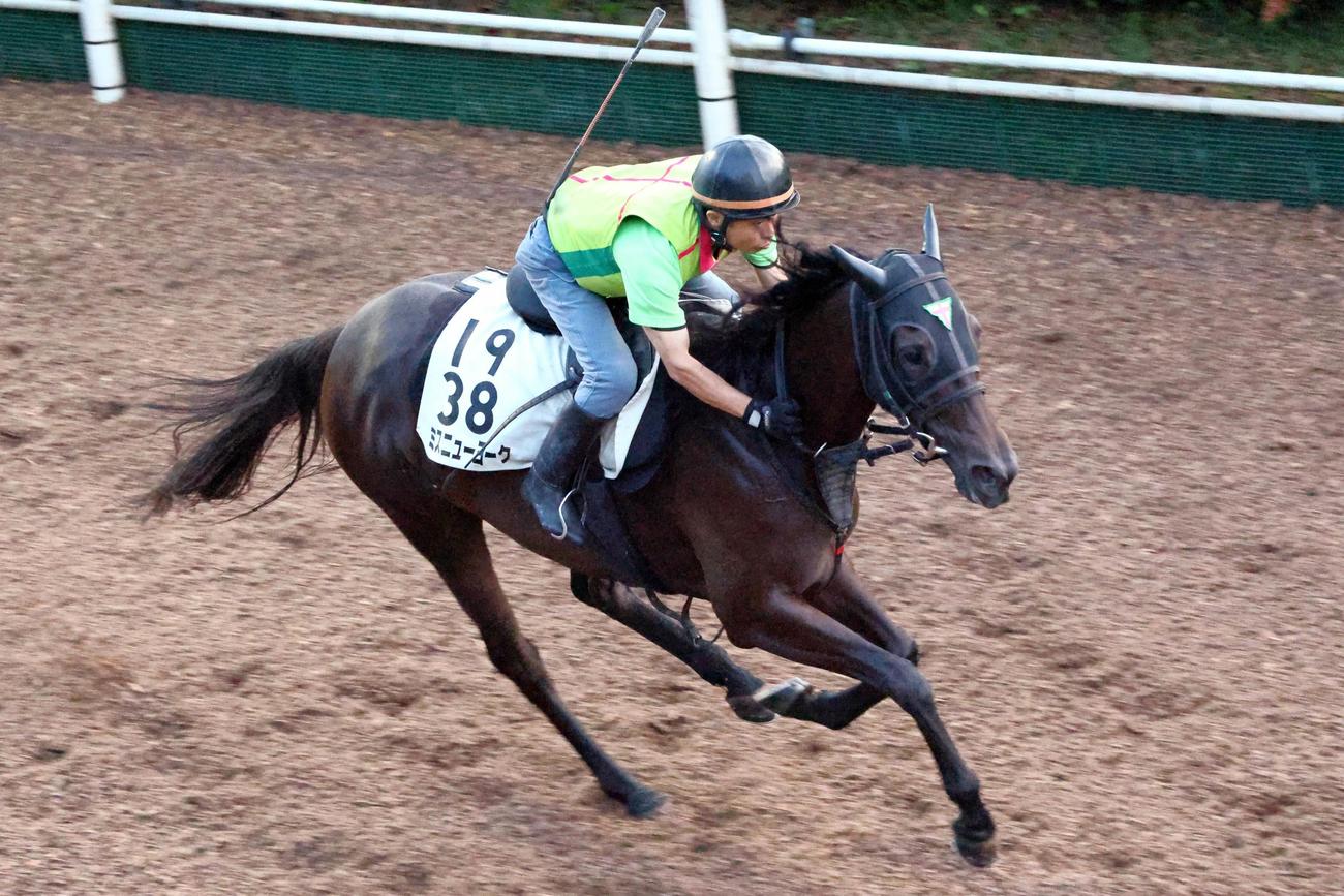 上がり重点に追い切られたミスニューヨーク