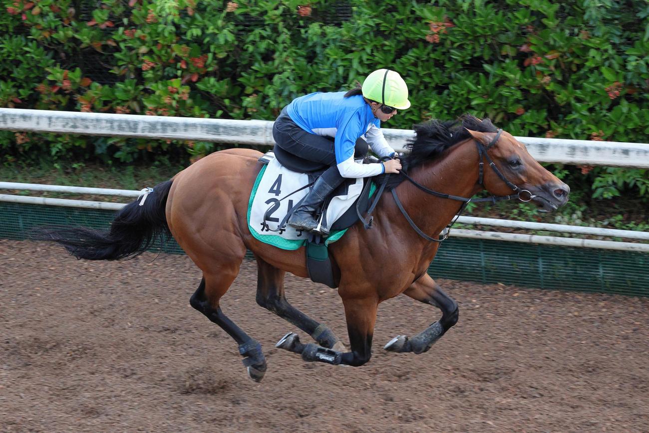 今村騎手が騎乗し、坂路で好タイムをマークしたカデナ