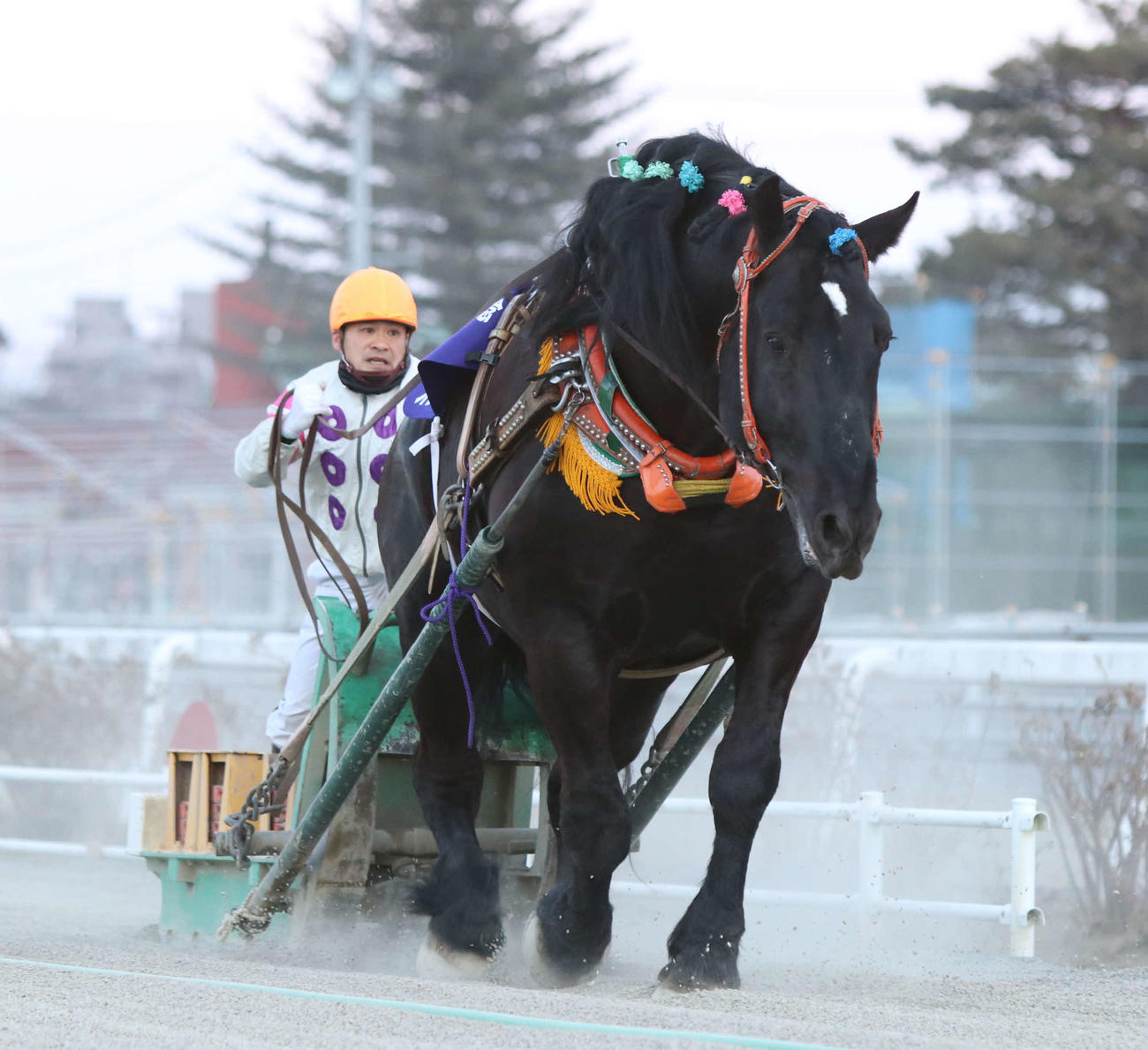 ばんえい記念3度目の優勝を果たしたオレノココロ（2020年3月21日撮影）
