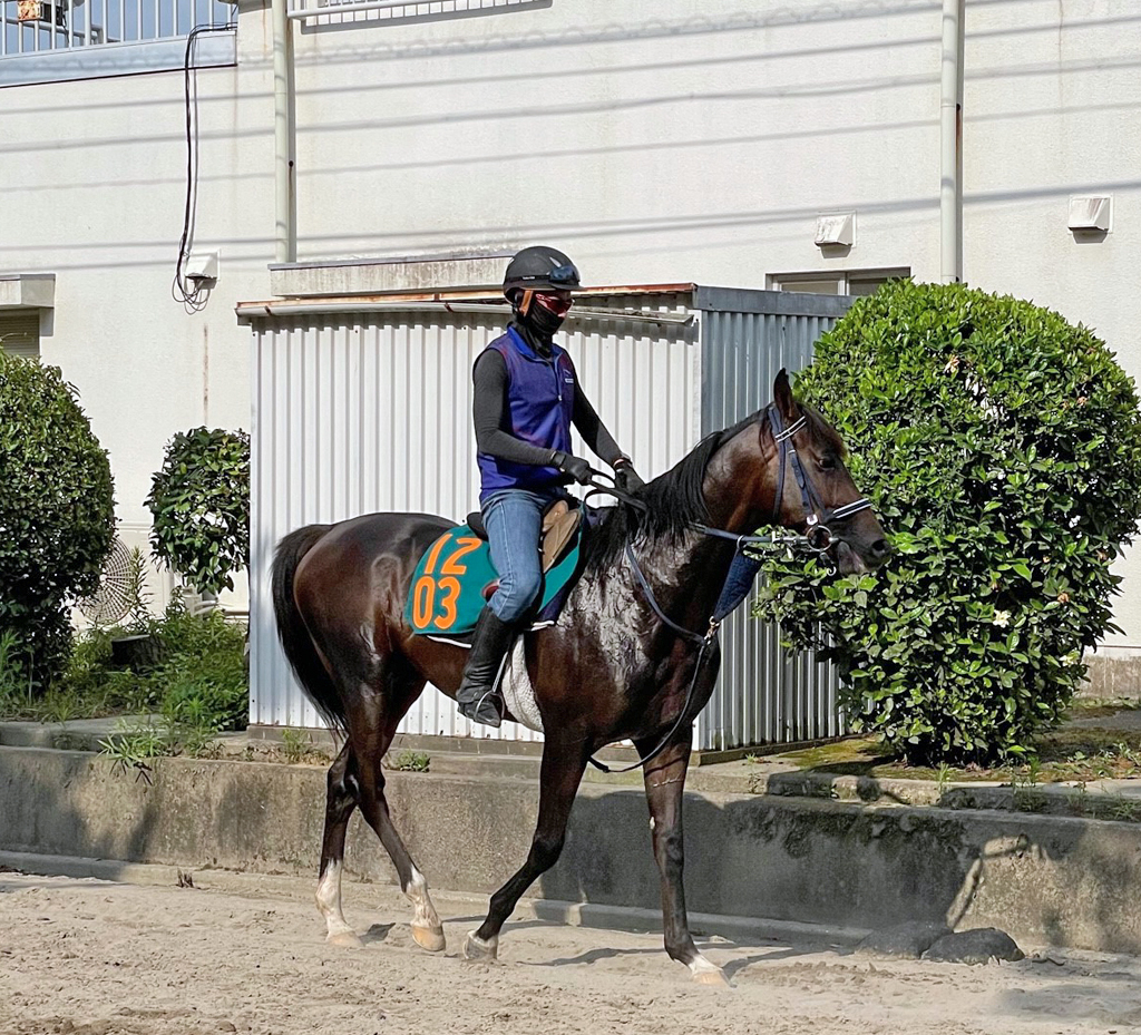 牡馬横綱のレヴォルタード