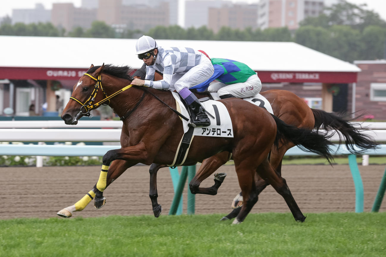 2歳未勝利を勝ち上がったアンテロース（撮影・村野早祐）