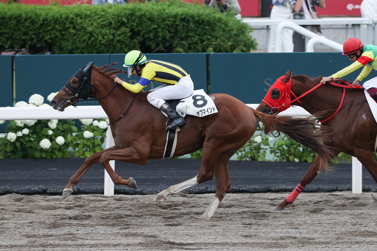 デビュー戦を制したミラーオブマインド（撮影・村野早祐）