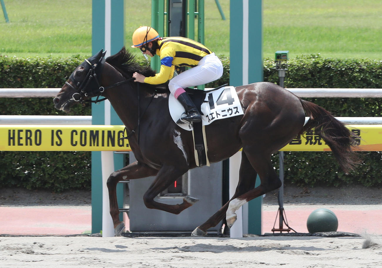 6R3歳未勝利　永島まなみ騎手を背に3歳未勝利を勝ち上がったスエトニウス