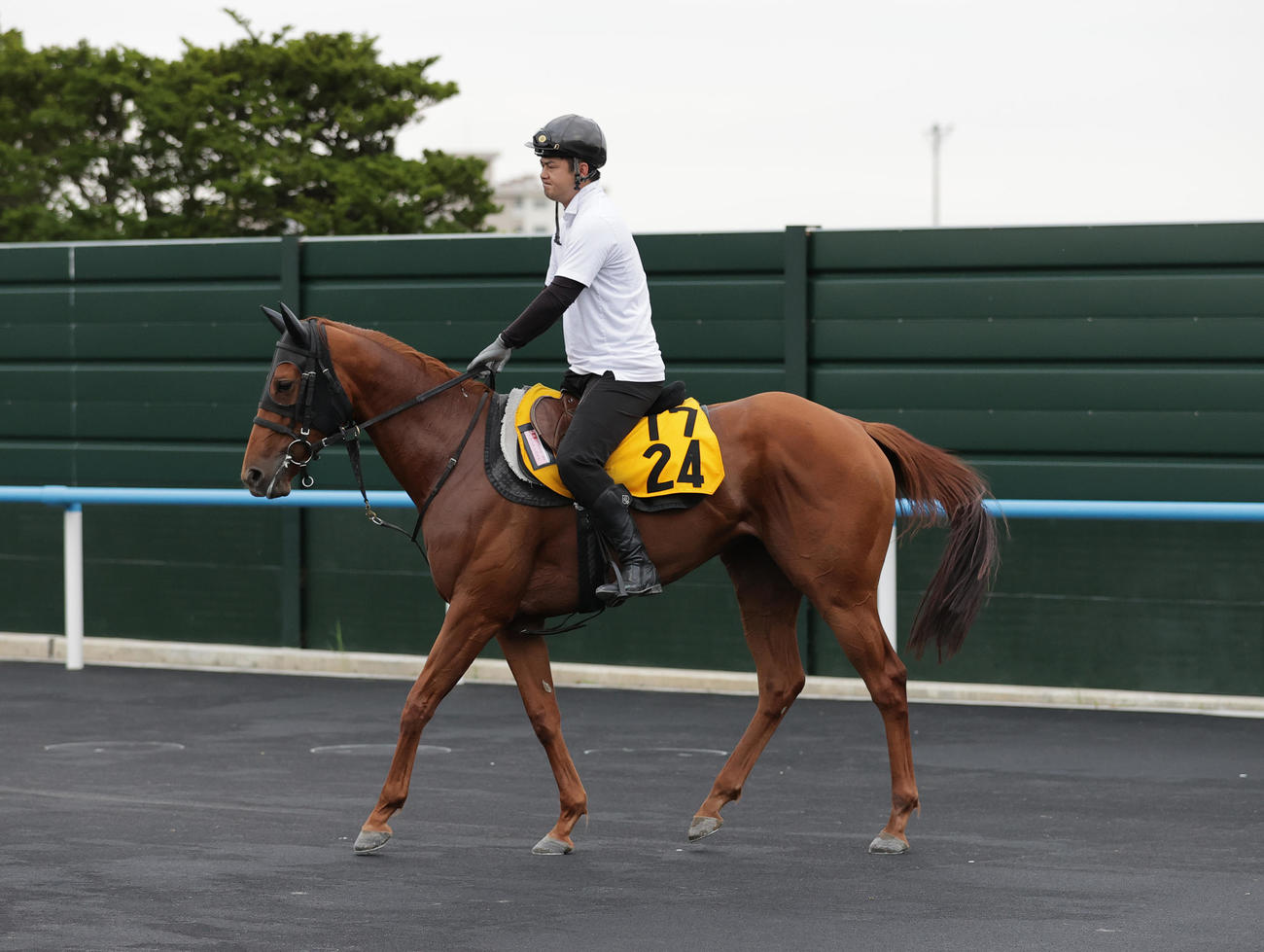 アイビスサマーダッシュ制覇に向けて、函館競馬場で調整を積むマウンテンムスメ