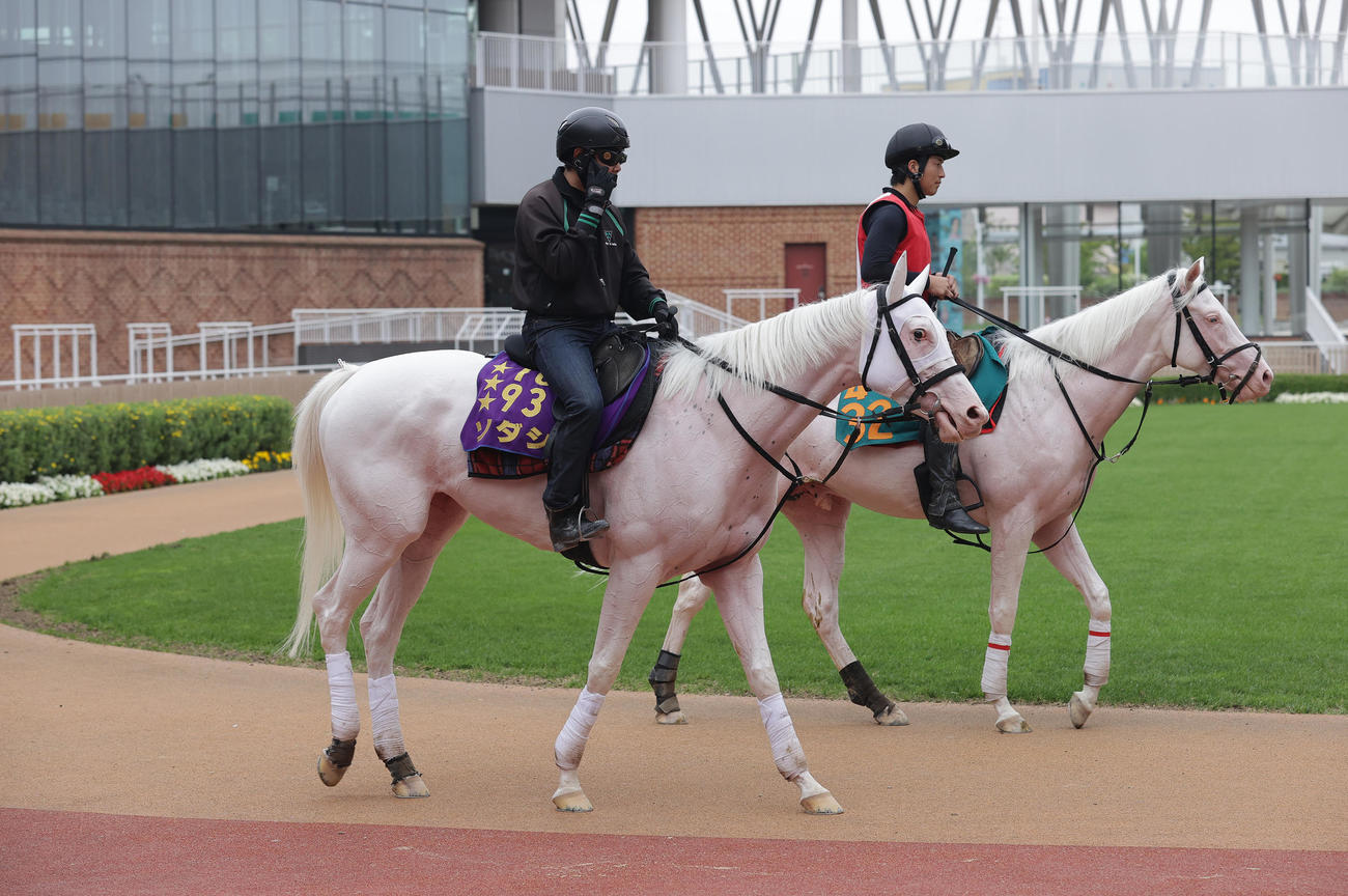 函館競馬場のパドックを周回するソダシ（左）とアオラキ。