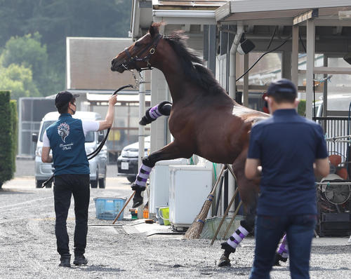 ドウデュース栗東へ帰厩 友道師 状態と暑さをみながら調整 凱旋門賞見据えニエル賞に出走予定 海外 競馬写真ニュース 日刊スポーツ