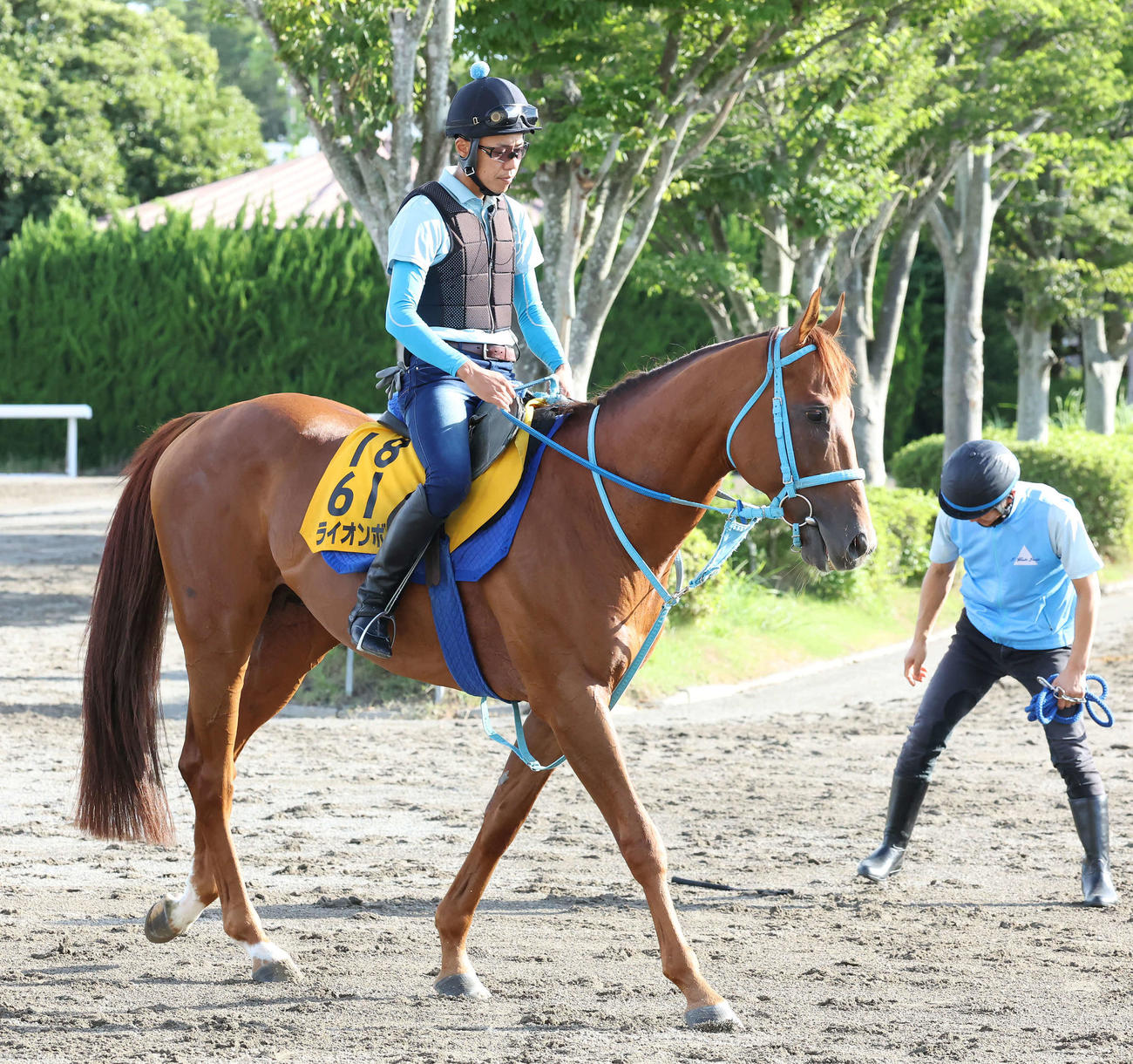 馬場へ向かうライオンボス（撮影・丹羽敏通）