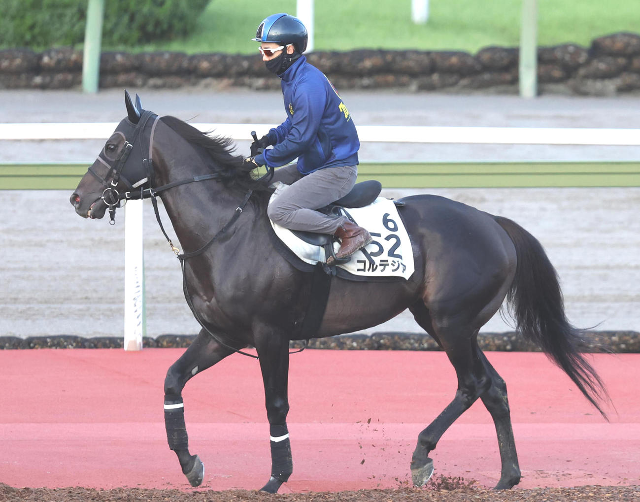 コルテジア（2022年7月20日撮影）