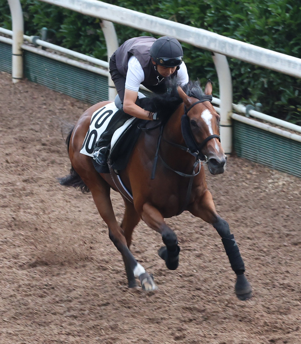 坂路で追い切るスティクス
