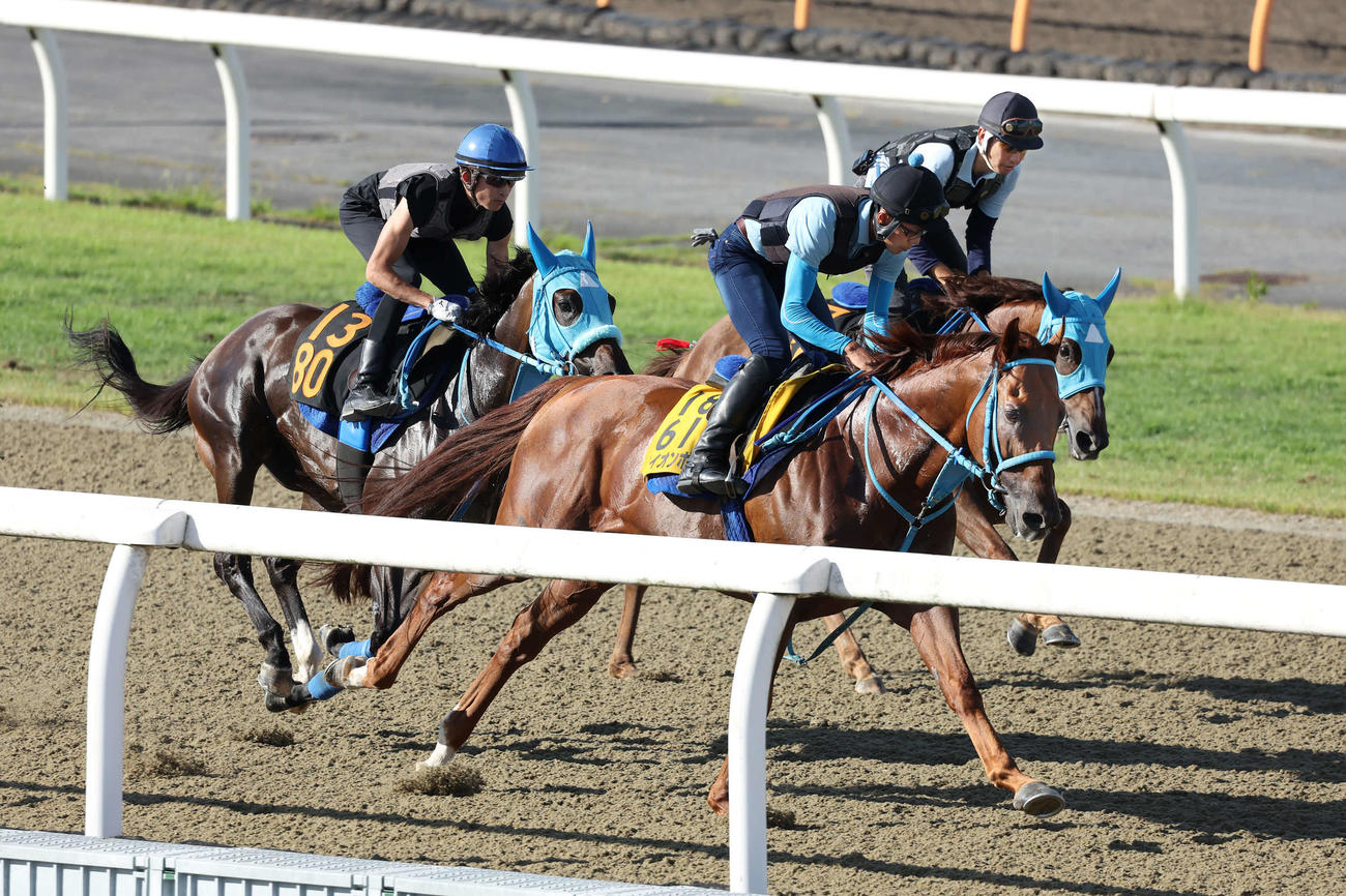 ライオンボス（手前）はポリトラックコースを3頭併せで追い切られた（撮影・丹羽敏通）