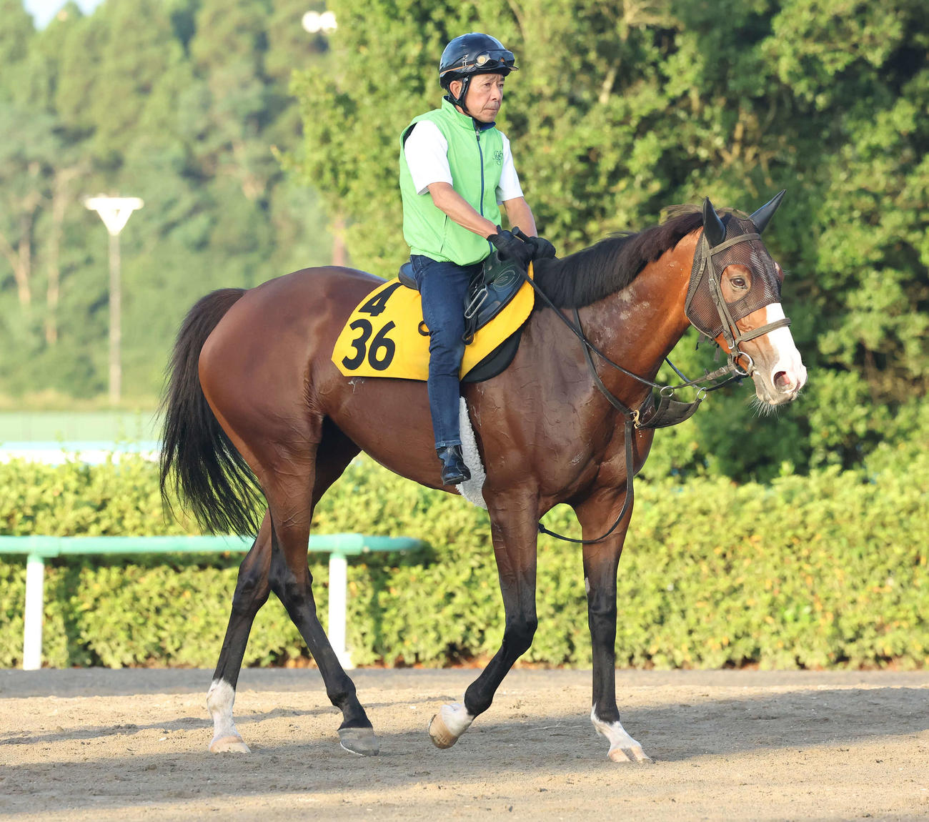 調教を終えて馬場を出るキタイ（撮影・丹羽敏通）