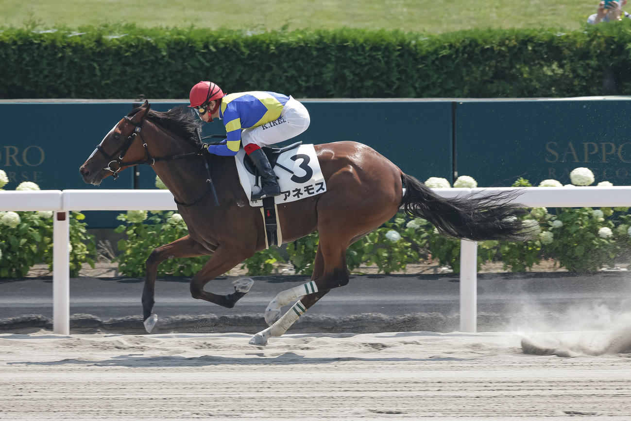 2歳未勝利を勝ち上がったアネモス（撮影・村野早祐）