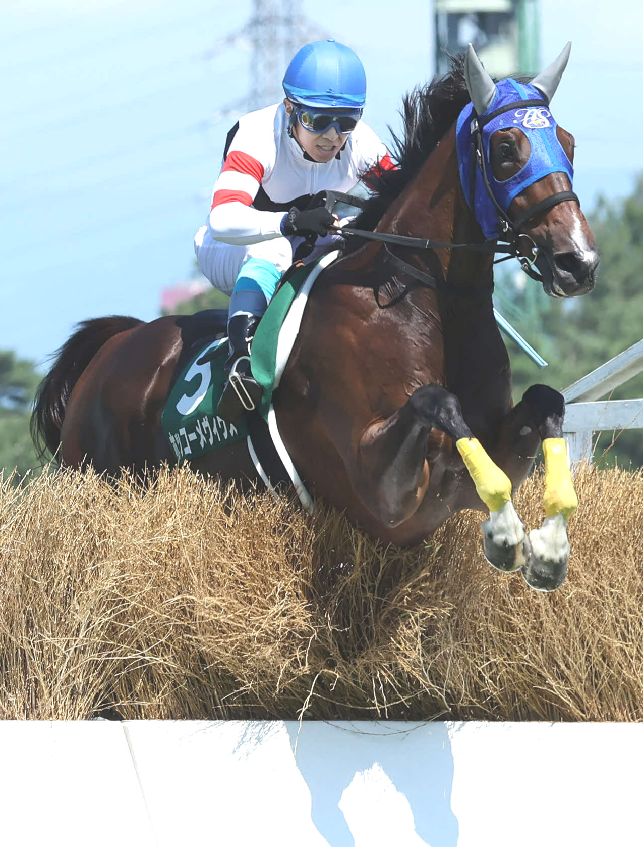 新潟ジャンプSを制したホッコーメヴィウスと黒岩悠騎手（撮影・丹羽敏通）