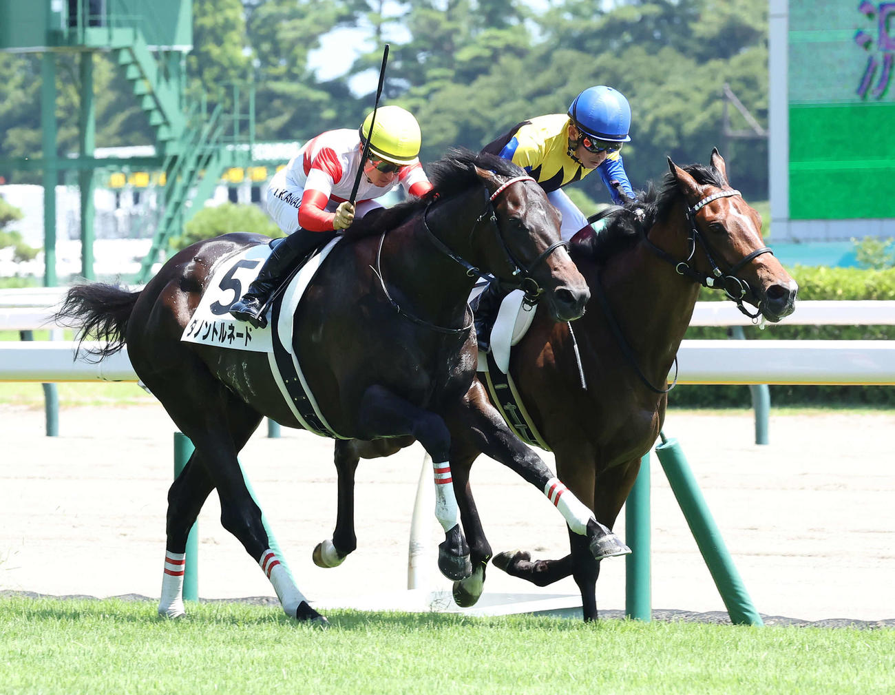 新潟5R、デビュー戦を制したダノントルネードと川田将雅騎手（手前）、2着のシャザーン（撮影・丹羽敏通）