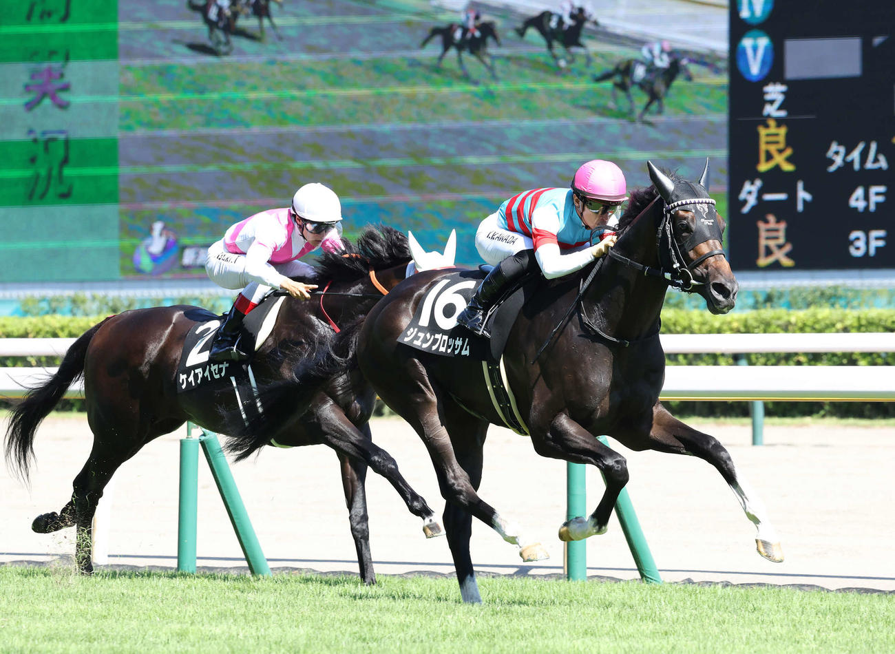 新潟9R、出雲崎特別を制したジュンブロッサムと川田騎手（右）（撮影・丹羽敏通）