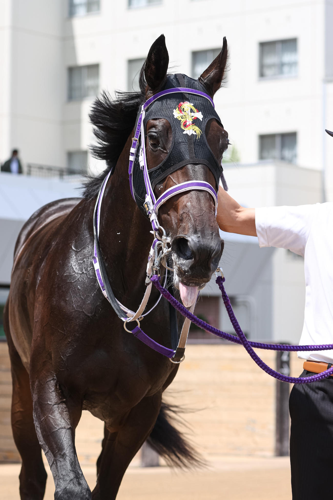 デビュー戦を制したウェイビー（撮影・村野早祐）