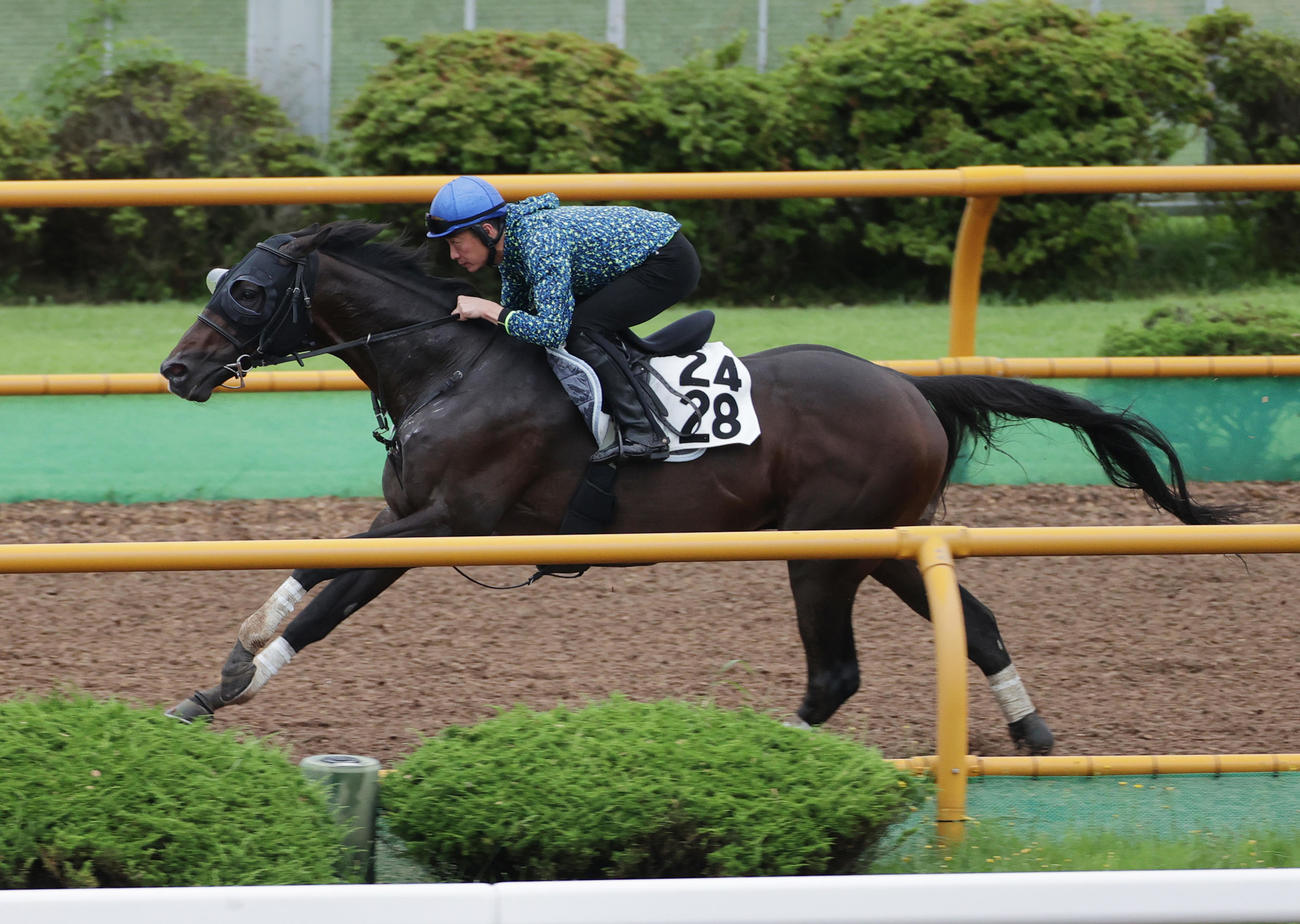 富田暁騎手を背に、函館ウッドチップコースで追い切られたロードレガリス