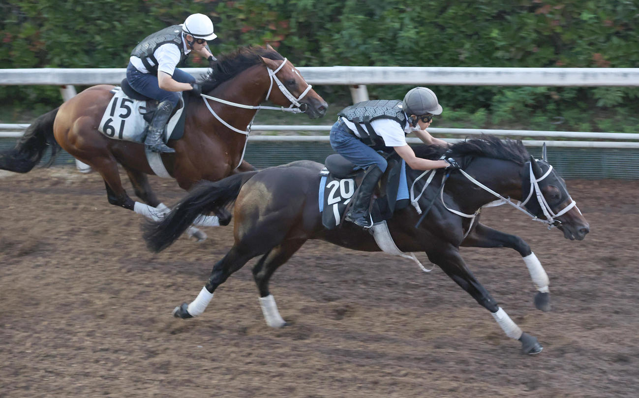 坂路にて併せ馬で追い切るハピ（手前）