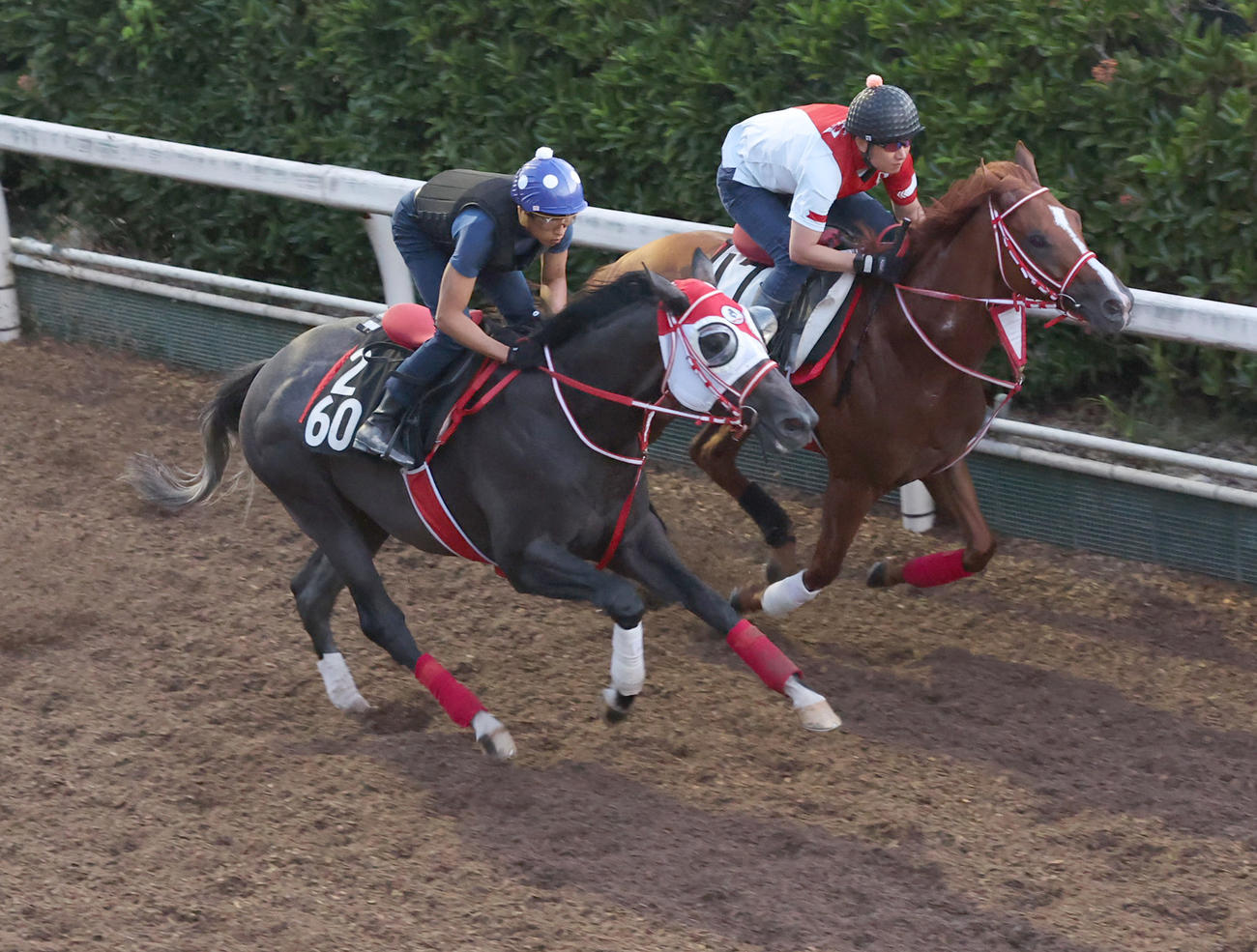 ホー騎手を背に坂路にて併せ馬で追い切るカフジオクタゴン（左）　