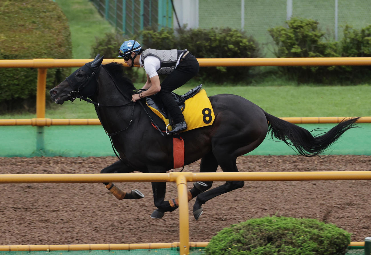 菱田裕二騎手を背に、函館ウッドチップコースで追い切られたアイオライト