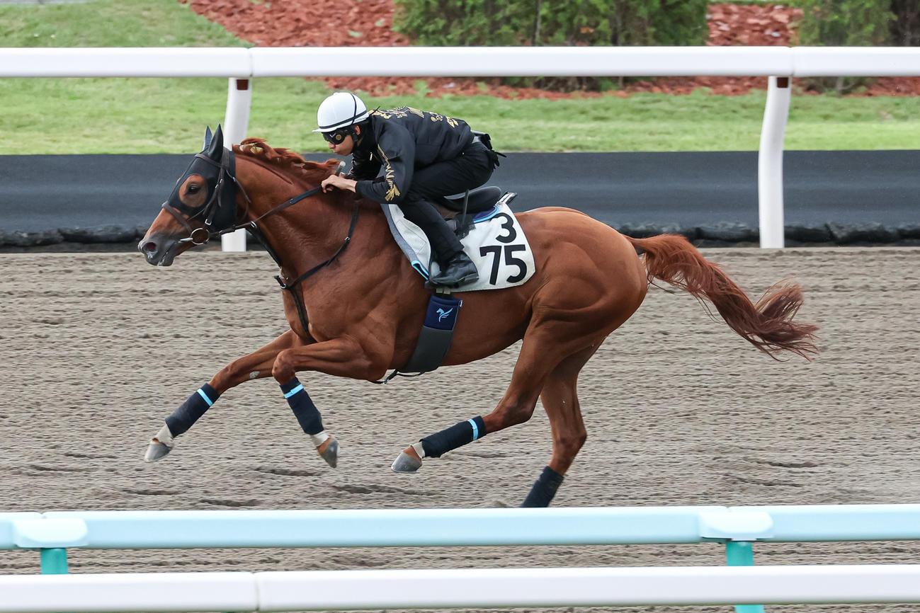 横山和騎手を背に札幌ダートで追い切られるオメガレインボー（撮影・村野早祐）