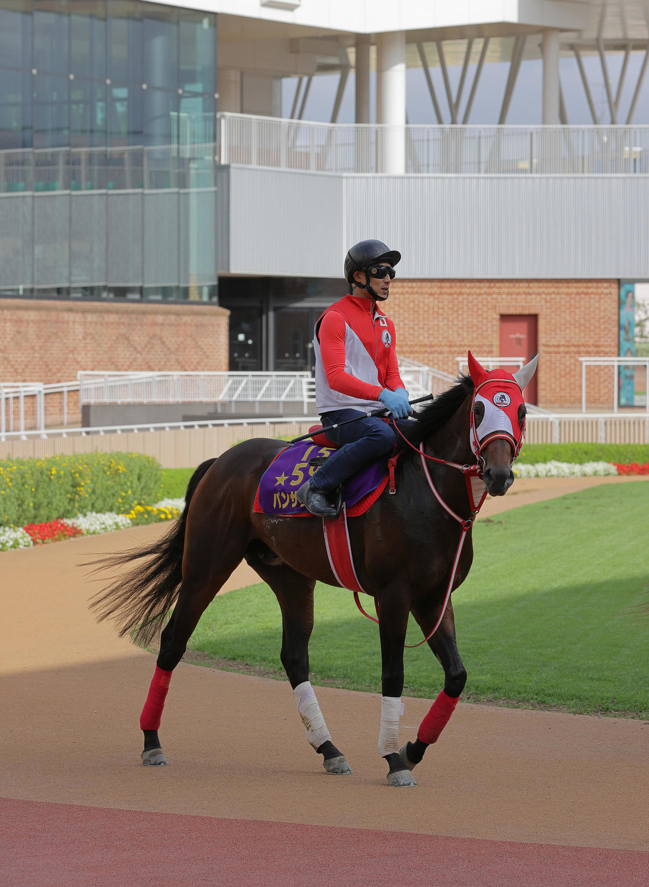 札幌記念出走に向け、函館競馬場入りしたパンサラッサは、初めての函館競馬場のパドックをスクーリングする