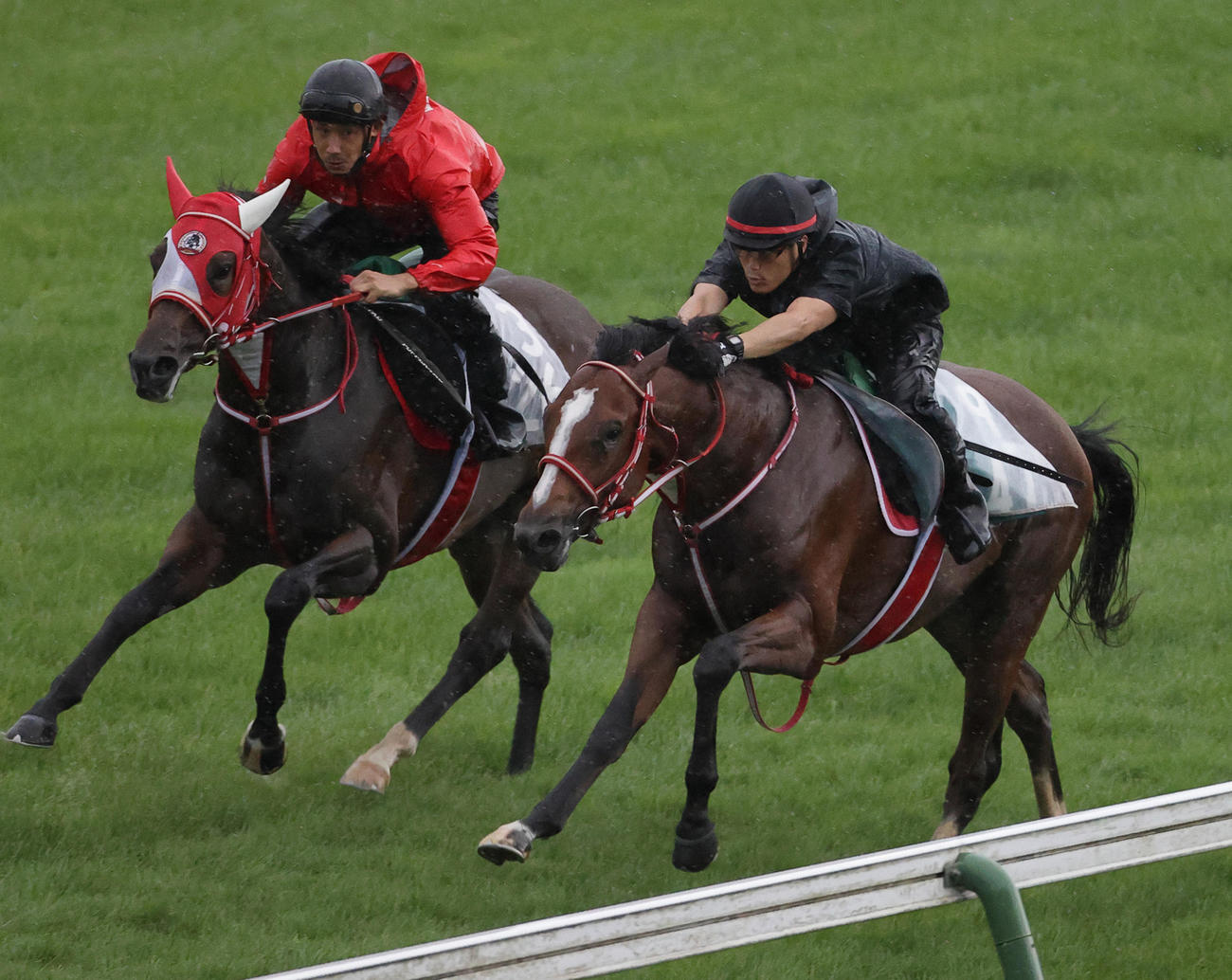 今週デビュー予定のテラステラ（右）は、函館芝コースで併せ馬で追い切られた
