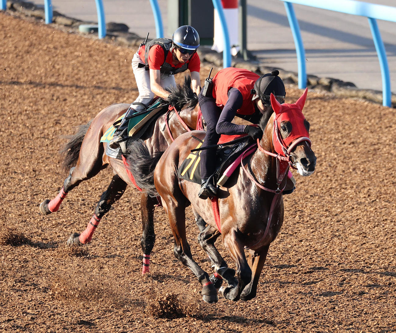 3日、美浦ウッドで追い切るレッドラパルマ（右）、左はエコロジョイアー（撮影・鈴木正人）