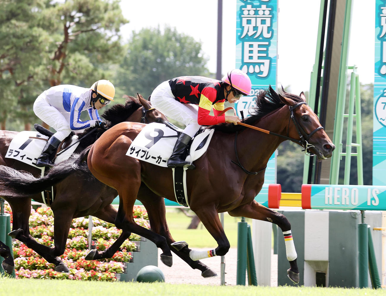 新潟1R、2歳未勝利を制したサイブレーカーと菅原明良騎手（撮影・鈴木正人）