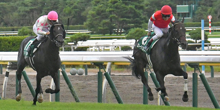 4番人気ロータスランドが、直線では内ラチ沿いを鋭く伸びて重賞初制覇を飾った（2021年関屋記念、、新潟競馬場）