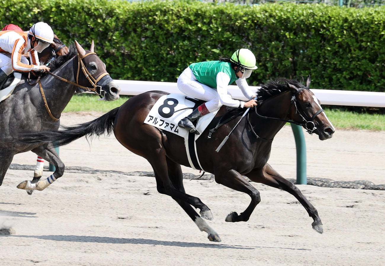 新潟8R、1勝クラスを制したアルファマムと今村聖奈騎手（撮影・鈴木正人）