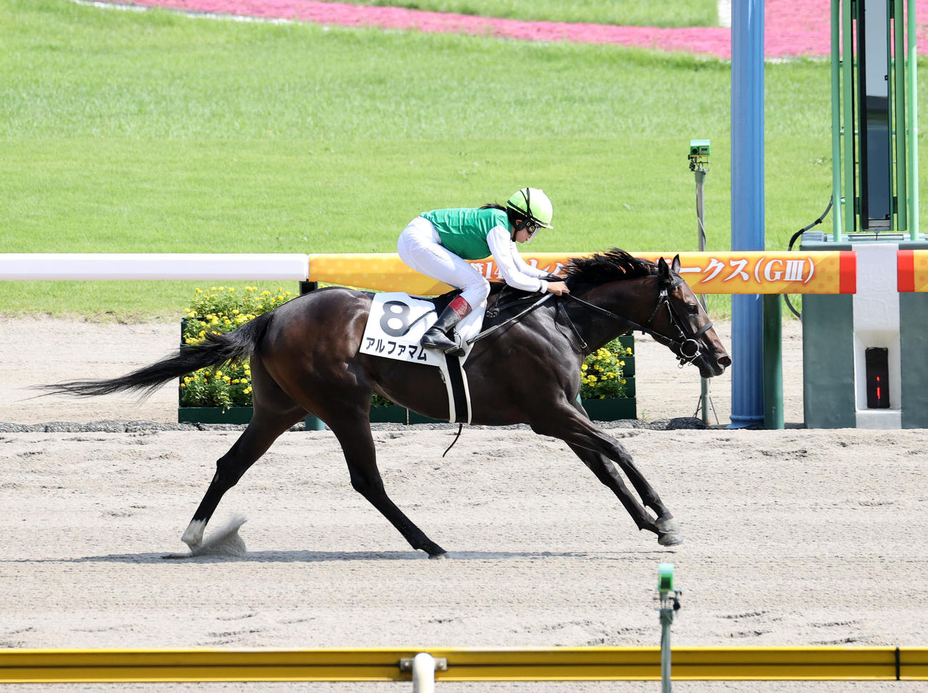 新潟8R、1勝クラスを制したアルファマムと今村聖奈騎手（撮影・鈴木正人）