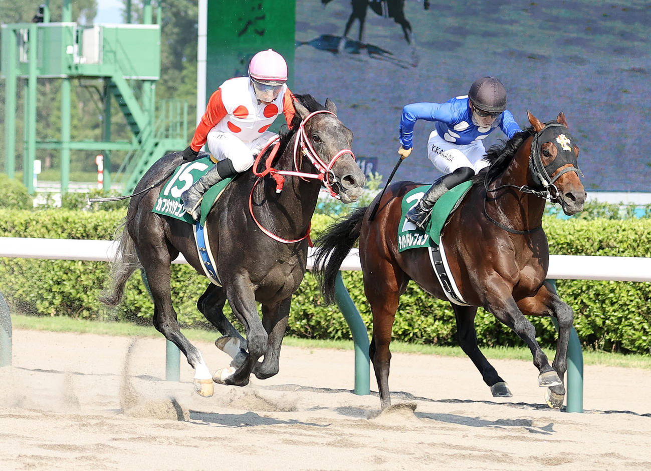 首差2着のタイセイドレフォン（右）。左はレパードSを制したカフジオクタゴン（撮影・鈴木正人）
