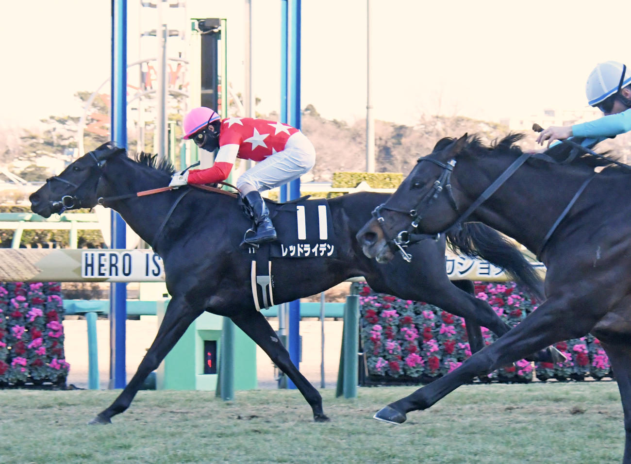 初富士Sを逃げ切ったレッドライデン（2022年1月22日撮影）