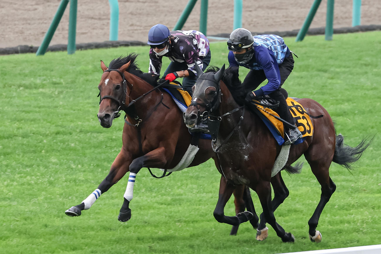 札幌芝で追い切られるヴィズサクセス（撮影・村野早祐）