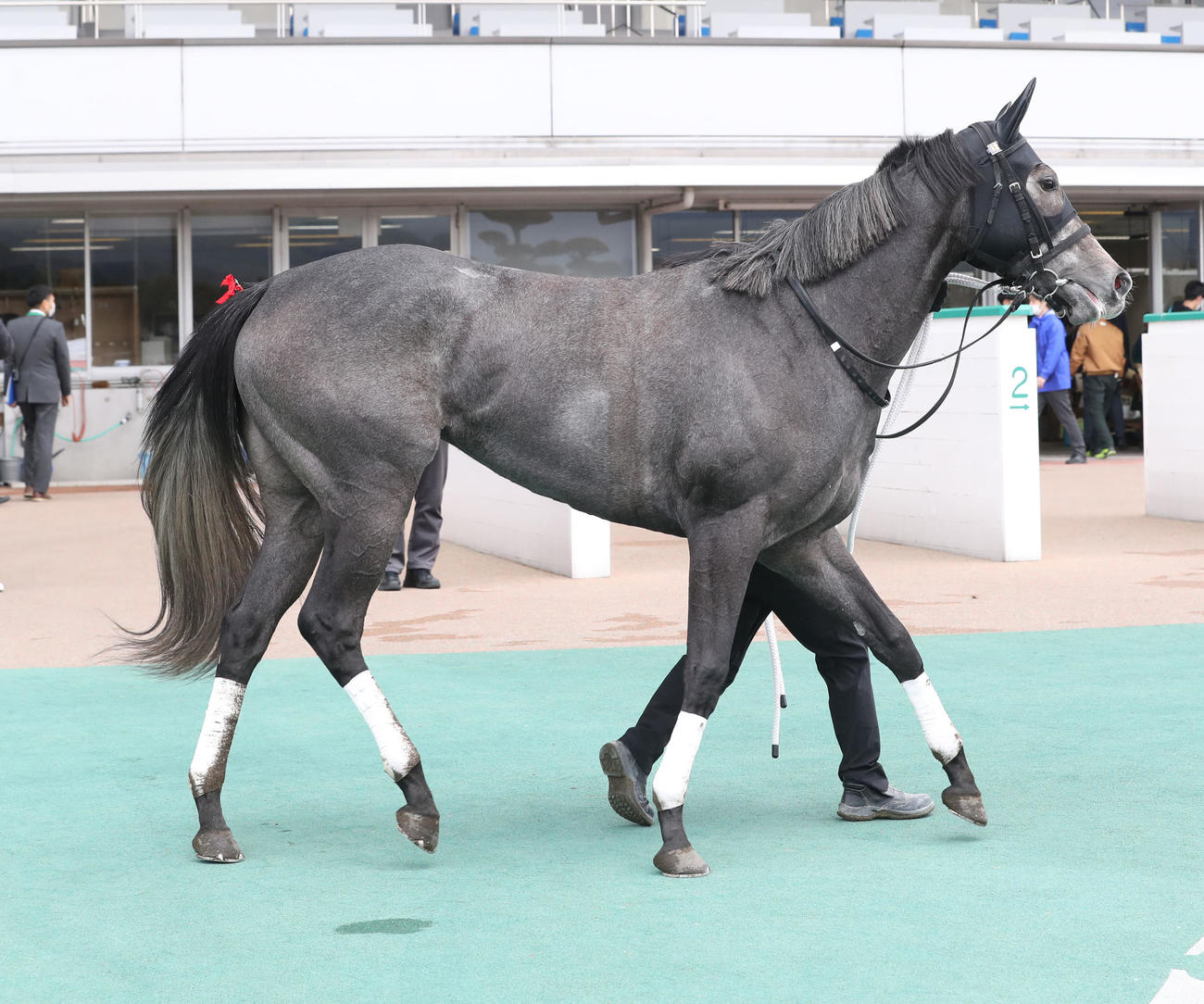 テイエムスパーダ（2022年2月20日撮影）