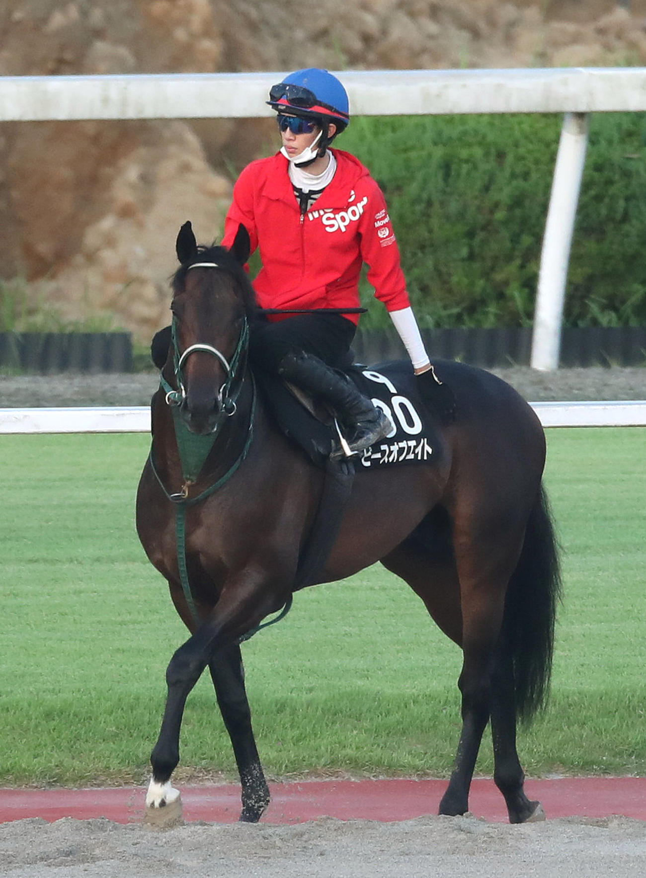 松本騎手を背に馬場入りするピースオブエイト（撮影・白石智彦）