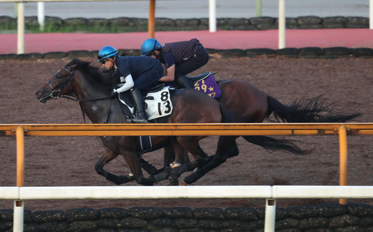 福永騎手を背にCウッドをラウダシオン（奥）と併せ馬で追い切るジェラルディーナ（撮影・白石智彦）