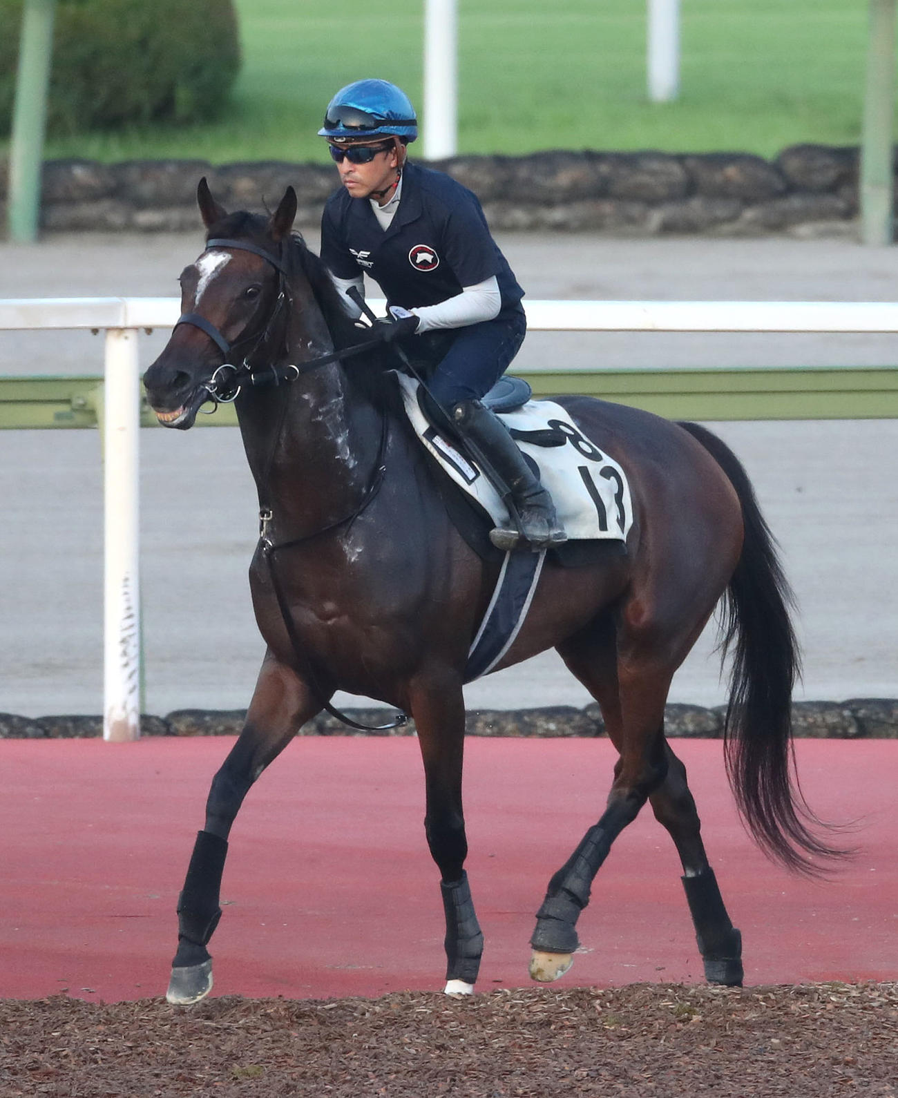 福永騎手を背に馬場入りするジェラルディーナ（撮影・白石智彦）