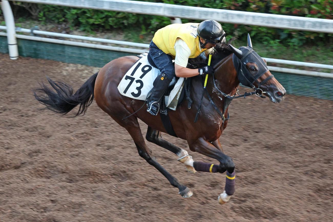 坂路で好タイムをマークしたムジカ