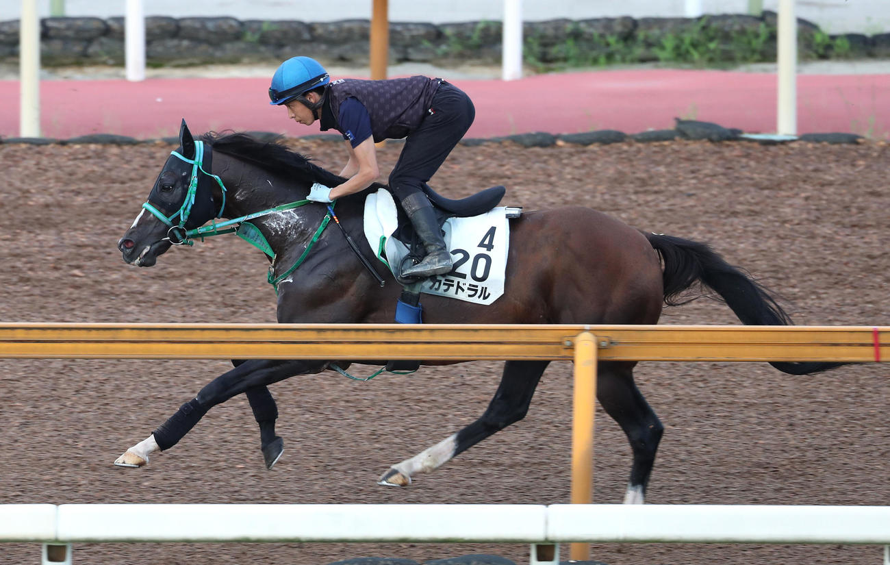 団野騎手を背にCウッドを単走で追い切るカテドラル（撮影・白石智彦）