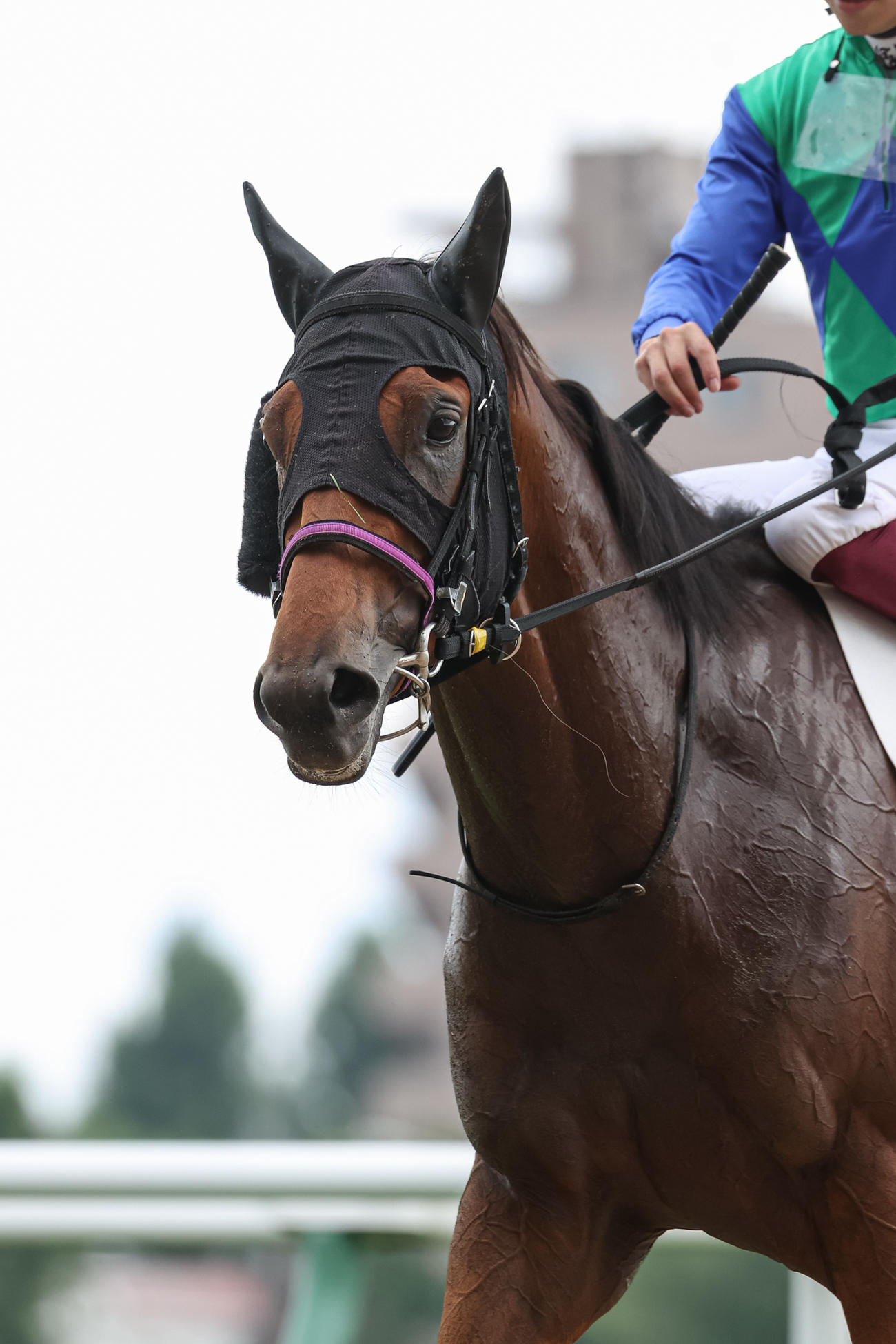 2歳未勝利を勝ち上がったトーセンウォルト（撮影・村野早祐）